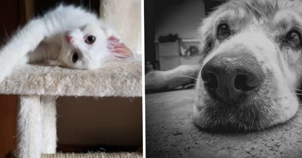 Nimbus, il gattino che dopo il salvataggio oggi è finalmente felice