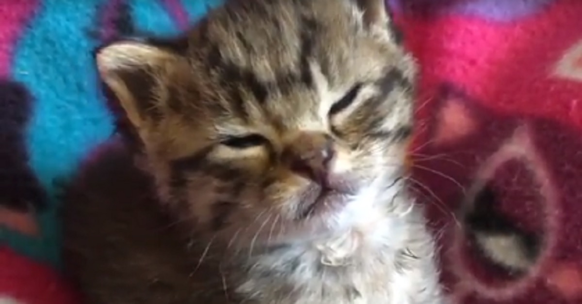 Pad, il gattino che non riesce proprio a restare sveglio (video)