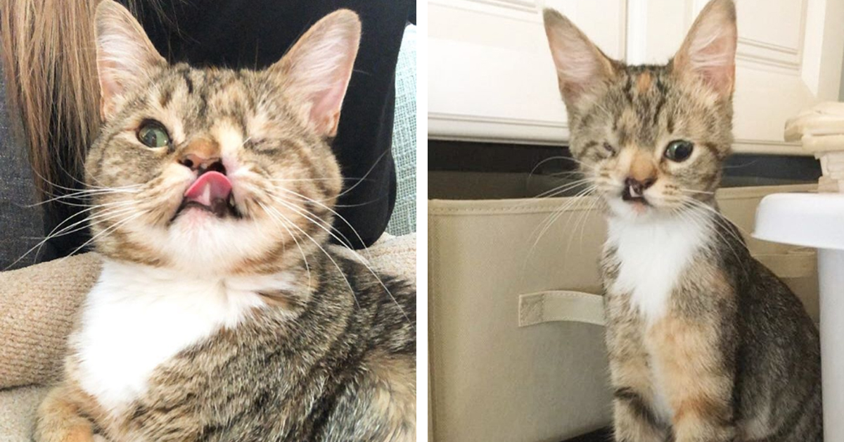 Peanut, la gattina con il muso deforme che si è presa la sua rivincita (video)