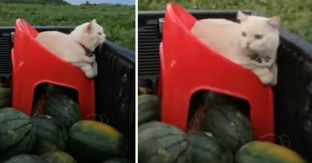 Pearl, il gattino che custodisce le angurie e che piace tanto sul web (video)