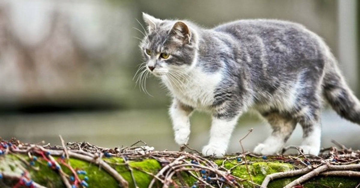 Pepper, il gattino che è stato ritrovato a 980 Km di distanza
