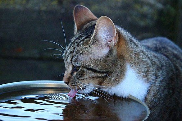 gatto che sta bevendo