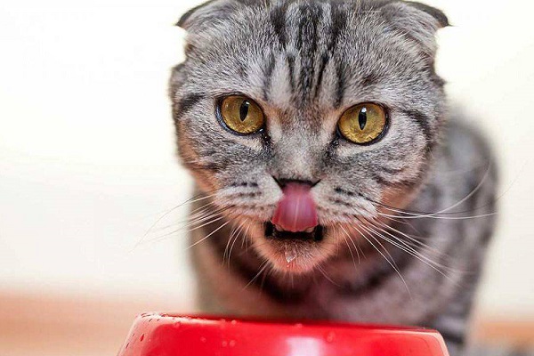 lingua gatto