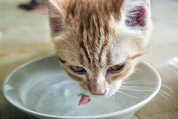 gatto davanti a ciotola dell'acqua