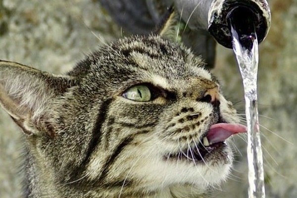 gatto beve dall'acqua corrente