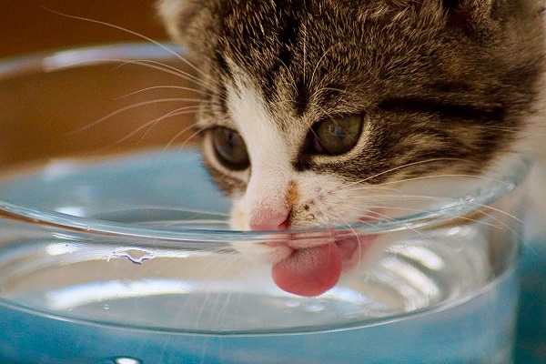 gatto beve acqua