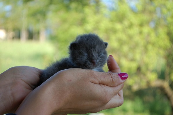 gattino in una mano