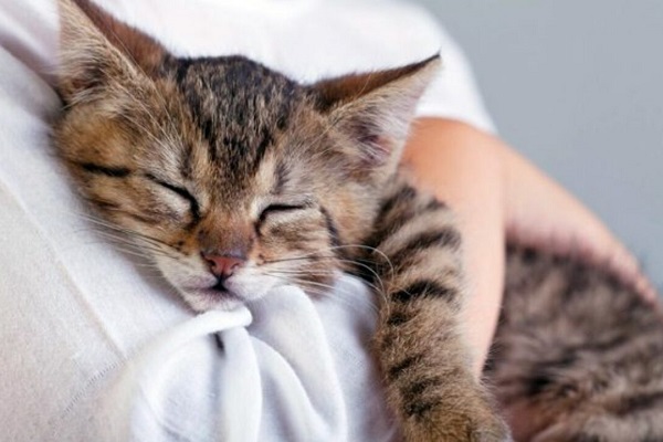 gattino che dorme in braccio