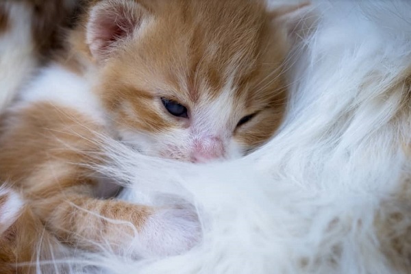 gattino con la mamma