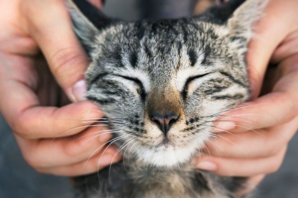 gattino coccole