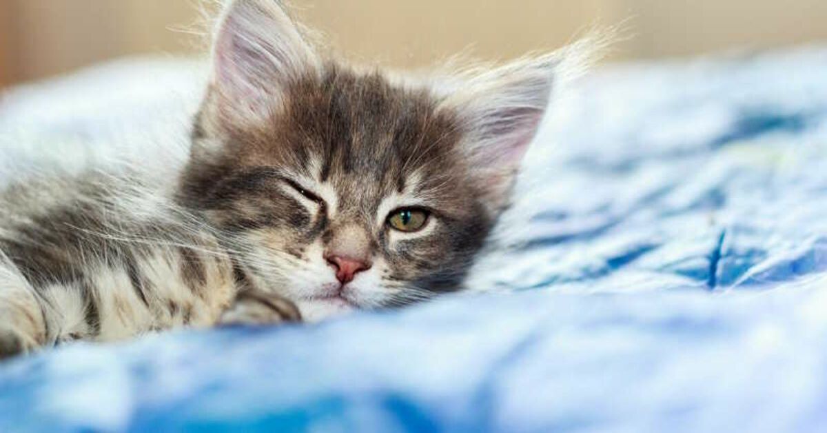 Perché gatti fanno l’occhiolino? Ecco spiegato questo dolce gesto