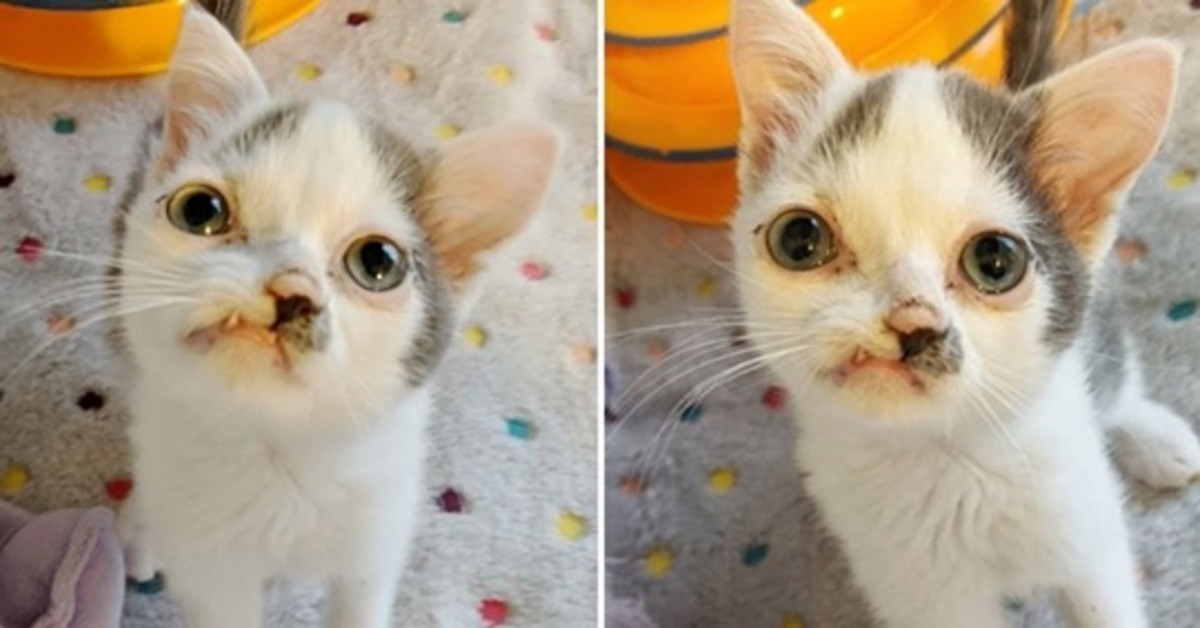 Pinocchio, un gattino bisognoso di tante cure recentemente salvato da dei volontari (VIDEO)