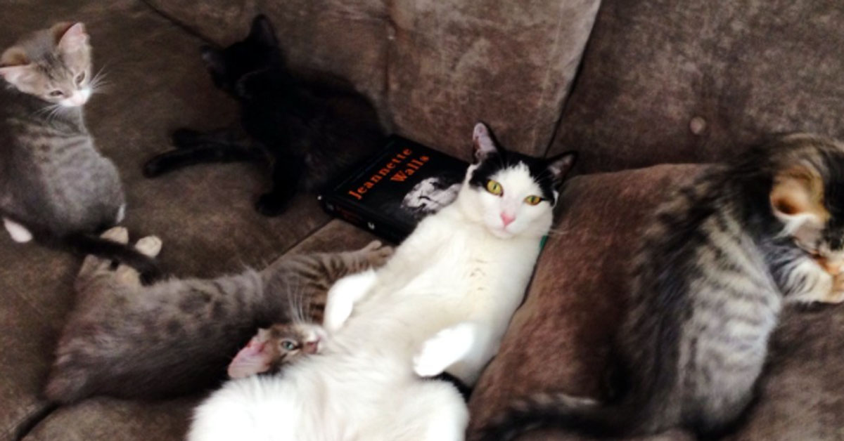 Gatti in un divano