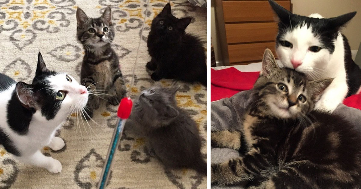 Pokey, il gattino che dopo il salvataggio è diventato il padre adottivo di cuccioli orfani