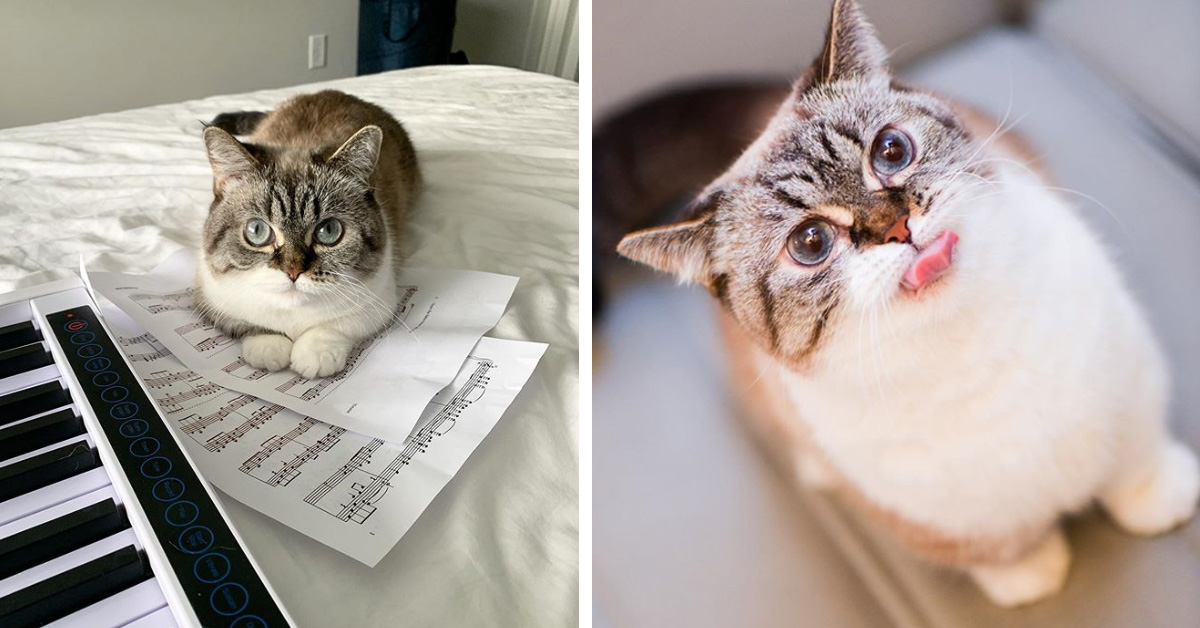 Pooky, il gattino dal musino dolce che su Instagram fa impazzire tutti (video)