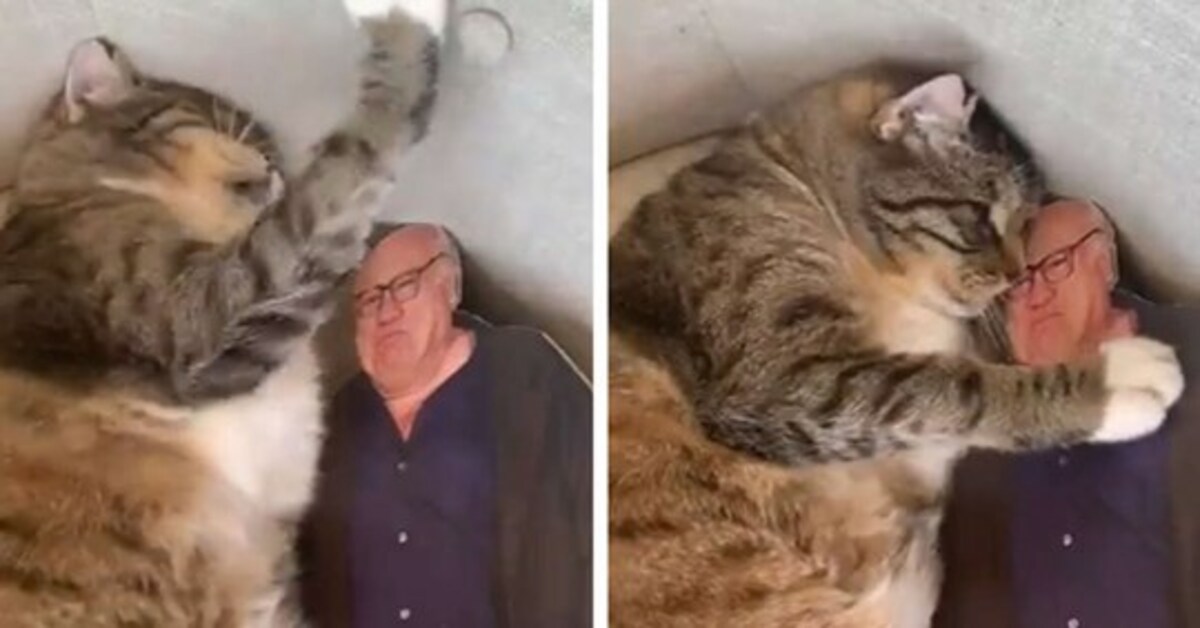 Quincy, il gattino innamorato di un cartonato di Danny DeVito