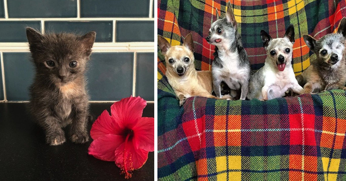 Rosita, la gattina che è stata adottata da un gruppo di Chihuahua (video)