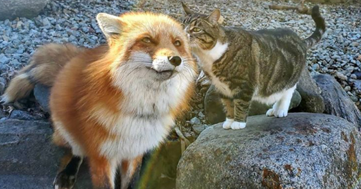 Schizo, il gattino migliore amico di due volpi (video)