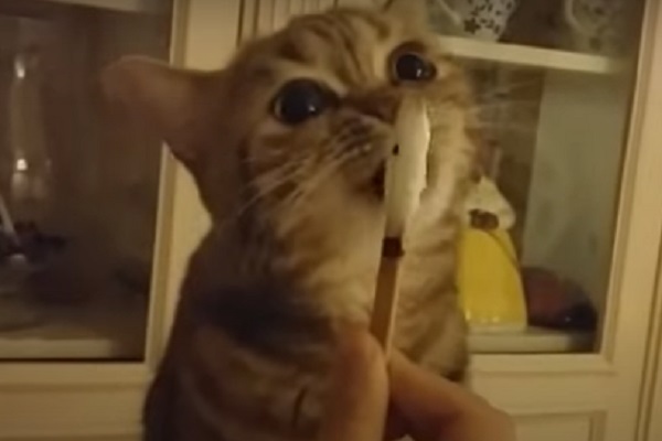 shak gatto gelato video