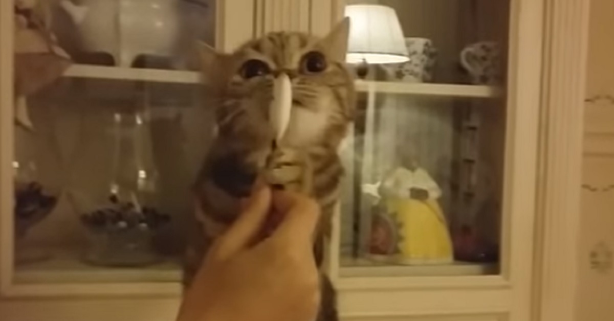 Shak, il gatto che vuole a tutti i costi il gelato (video)