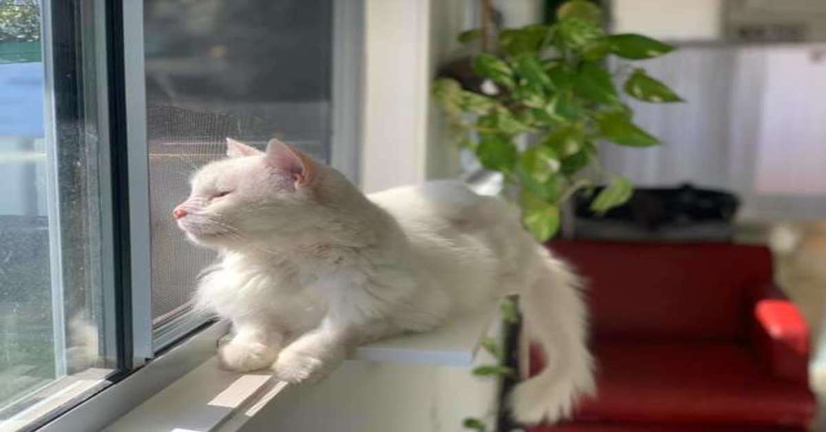 Snowball, il gattino che ha sofferto tanto e che è rinato con la sua nuova famiglia