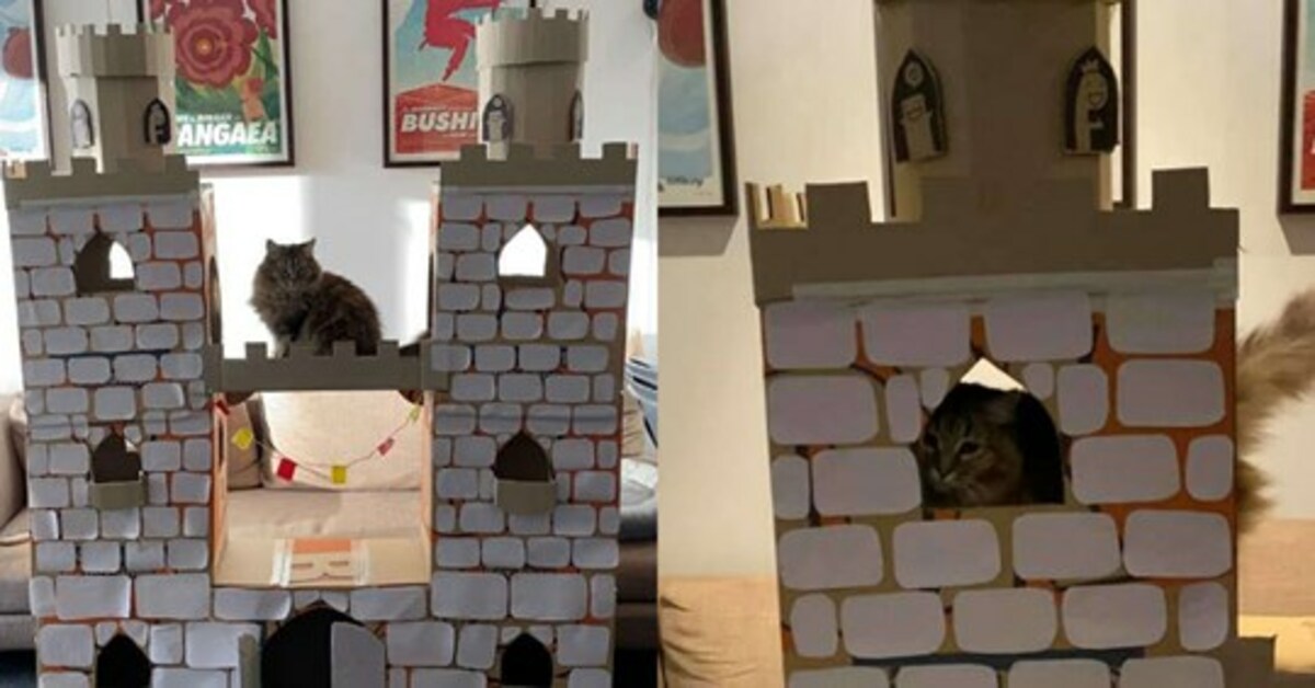 Squirrel, il gattino che gioca con un gigantesco castello tutto suo