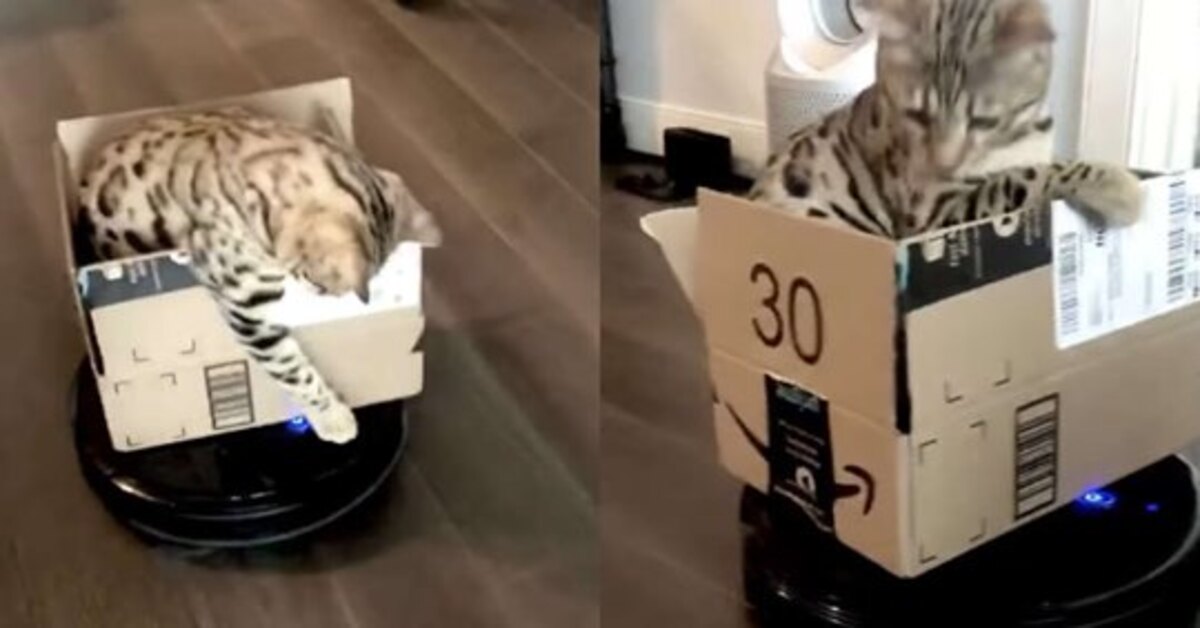 Tazo, il gattino che si diverte con il Roomba e una scatola (VIDEO)