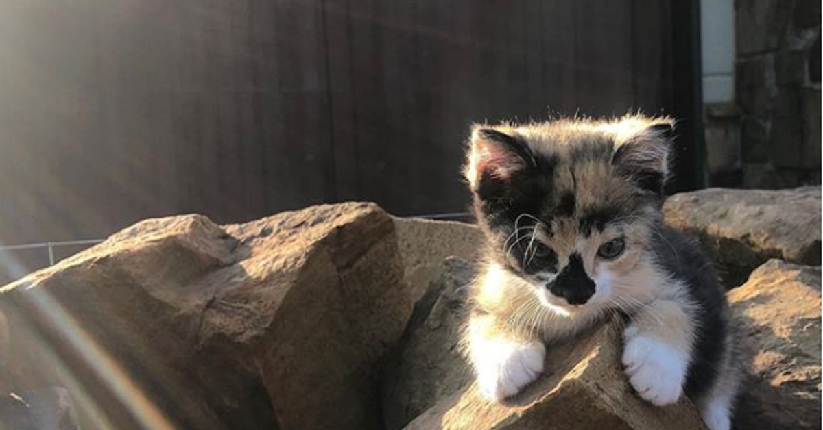 Toast, il gattino che ha avuto una seconda possibilità di vita (video)