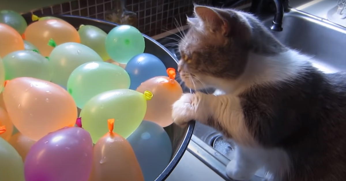 Un gattino decide di giocare con dei palloncini d’acqua (video)