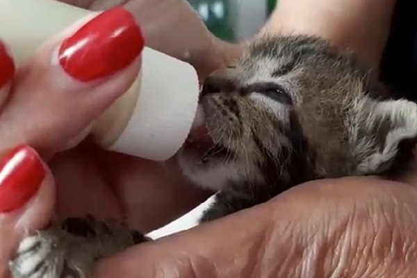 gattino salvato latte video