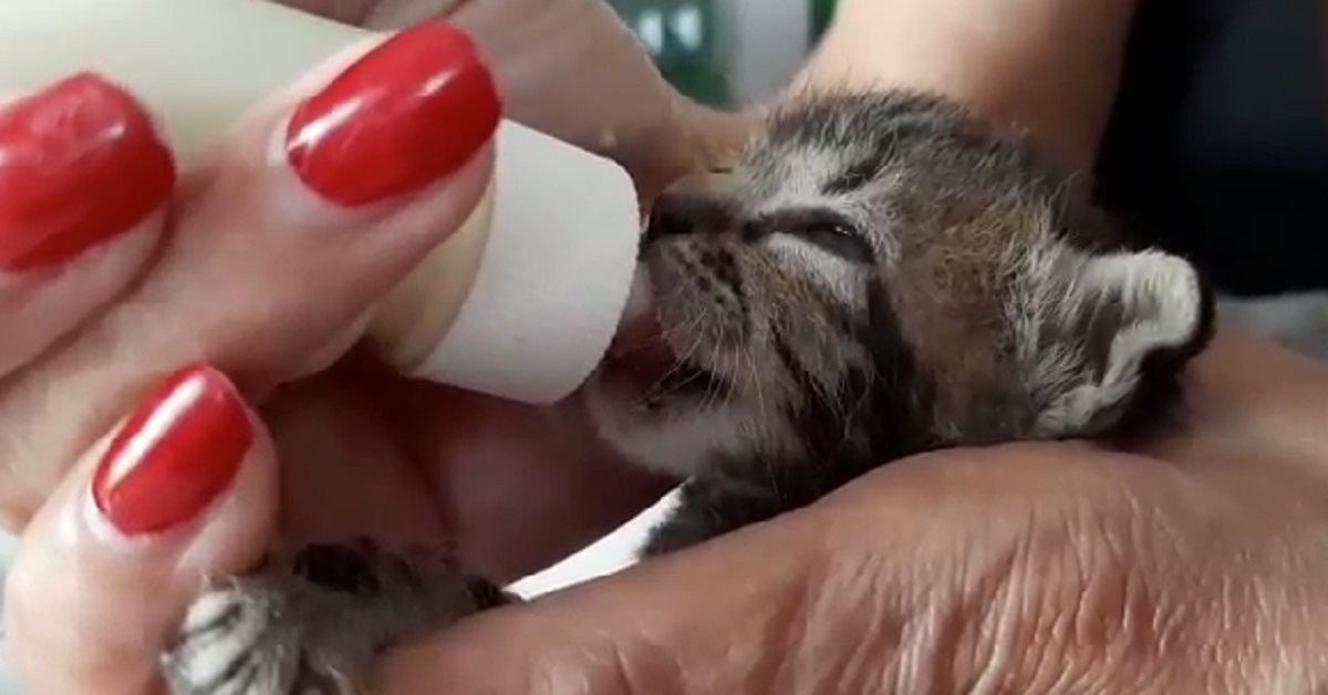 Un gattino, dopo essere stato salvato, inizia a bere il latte dal biberon (video)