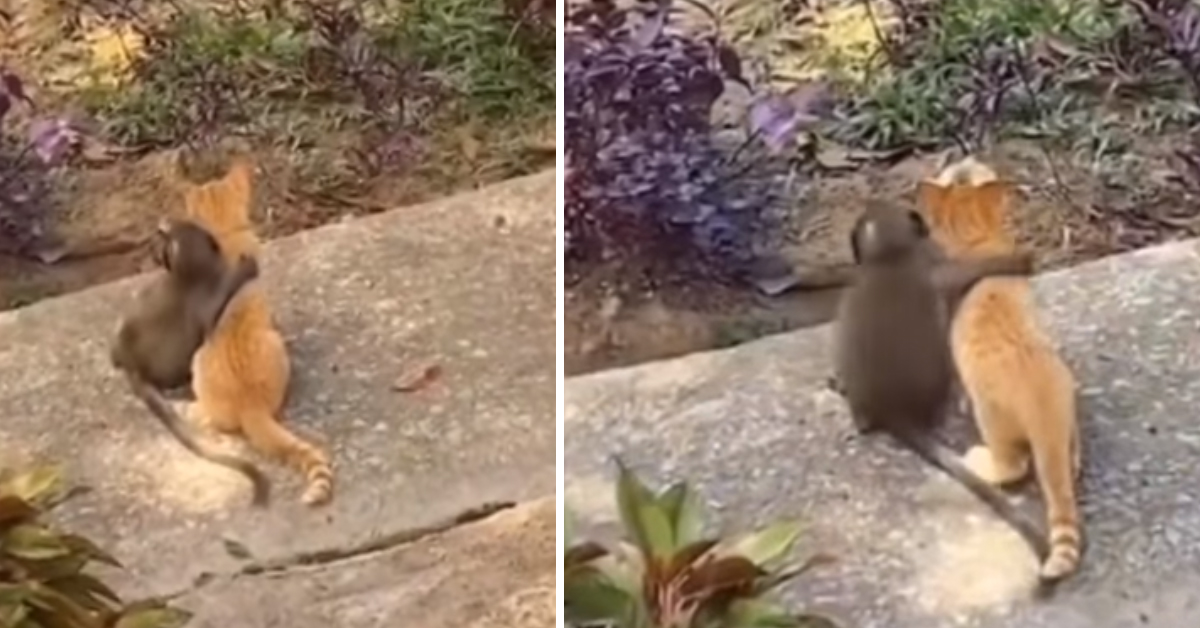Un gattino e una scimmietta si abbracciano e il video commuove il web