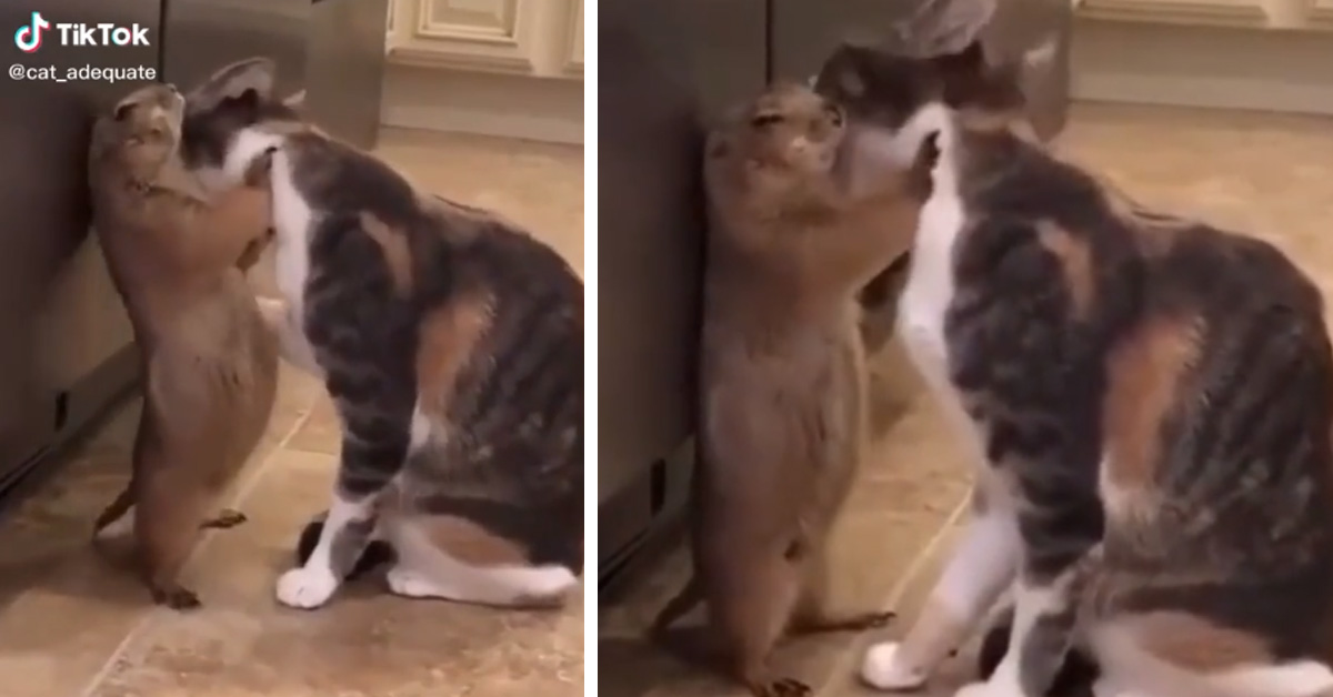 Un gattino incontra una marmotta e le loro coccole conquistano il web (video)
