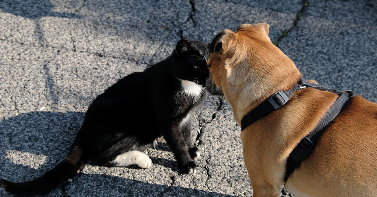 Gatto con cane