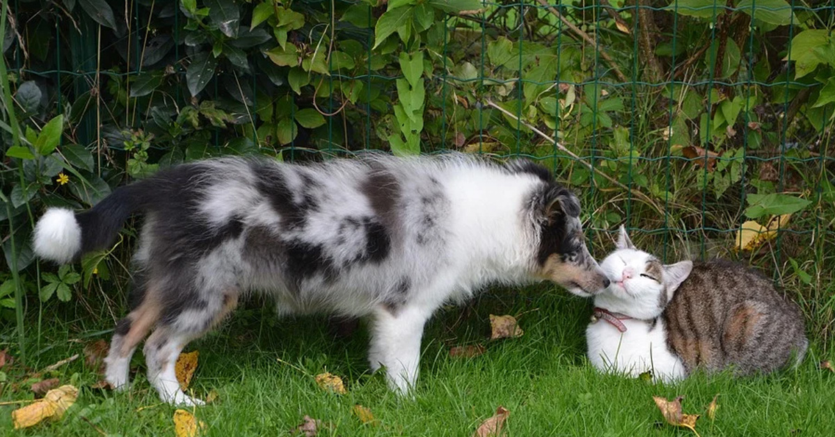 Gatto con cane