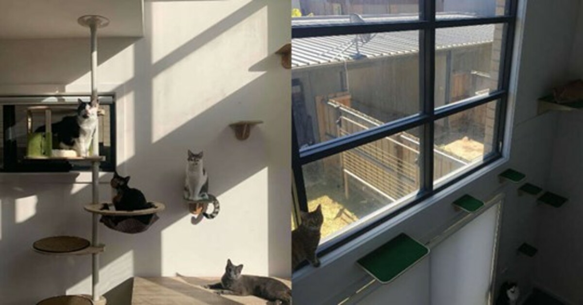 Una famiglia ha trasformato la loro casa in un parco giochi per gattini