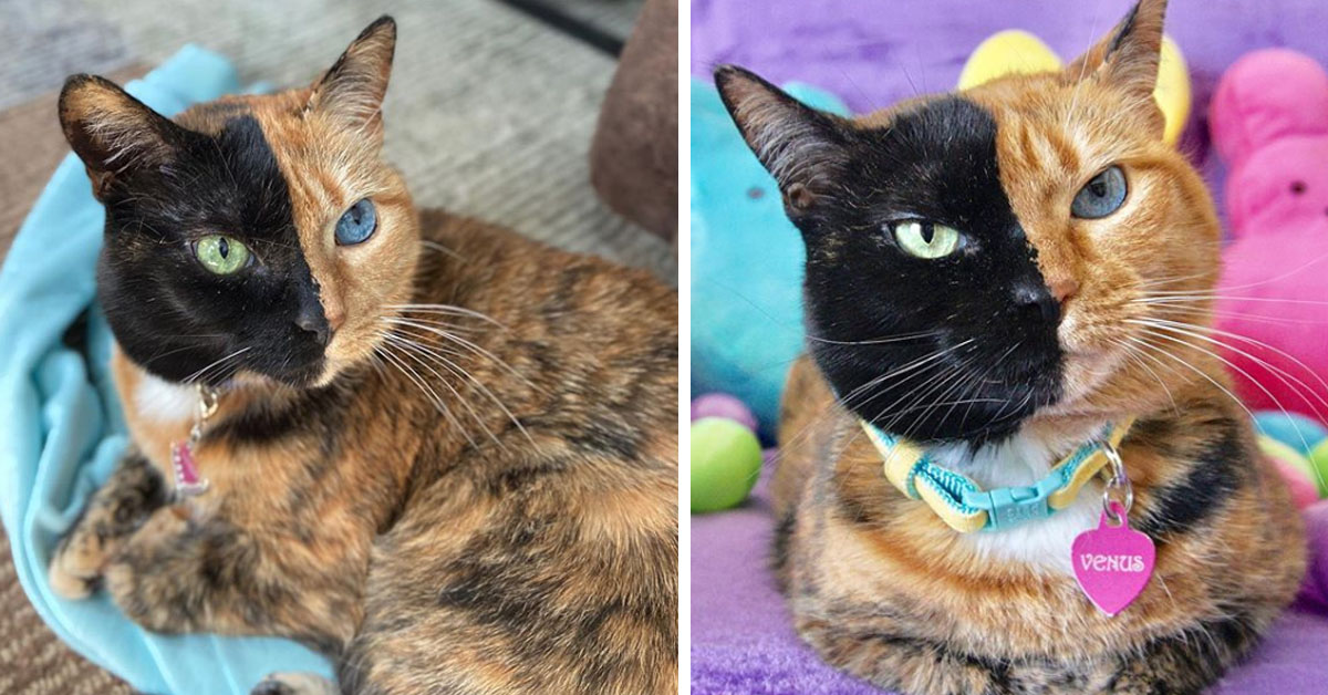 Venus, il gattino con la doppia faccia che fa impazzire Instagram (video)