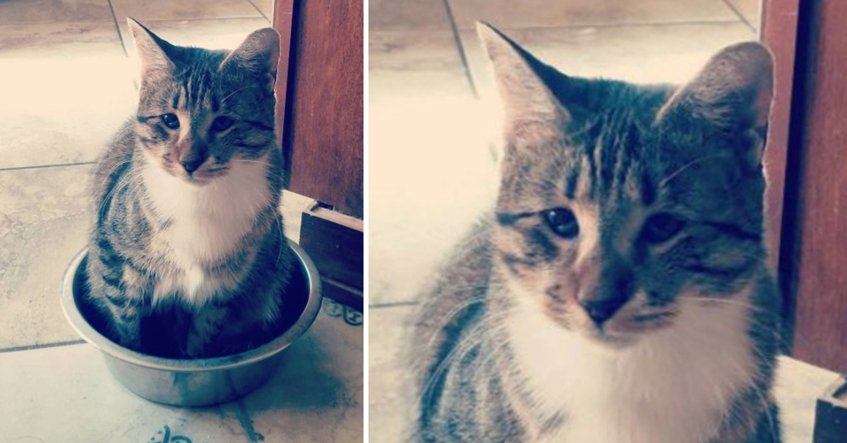 Gatto dentro una ciotola