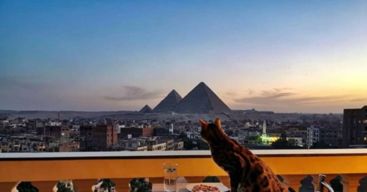 Yoshi, il gattino che ama mangiare guardando le Piramidi