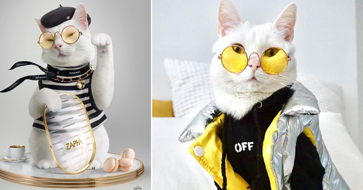 Zappa, il gattino Influencer che fa impazzire Instagram (video)