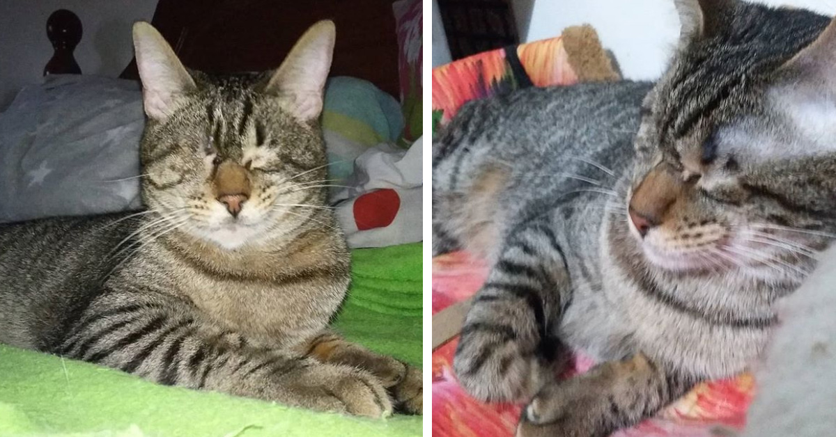 Zeus, il gattino cieco che dopo essere sopravvissuto ai maltrattamenti oggi è finalmente felice (video)