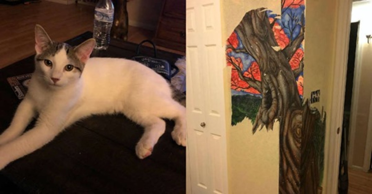 Zipper, il gattino che ha scoperto un murales strappando la carta da parati