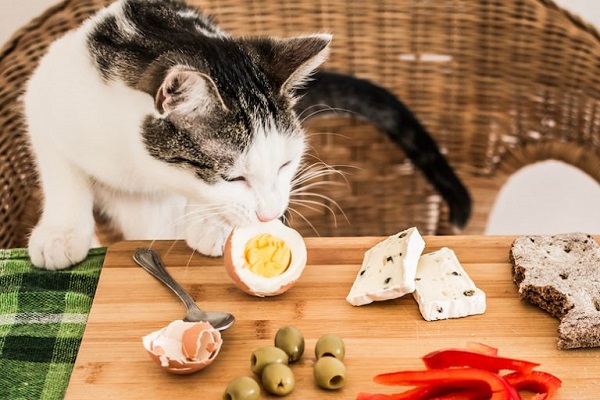 gatto che annusa cibo