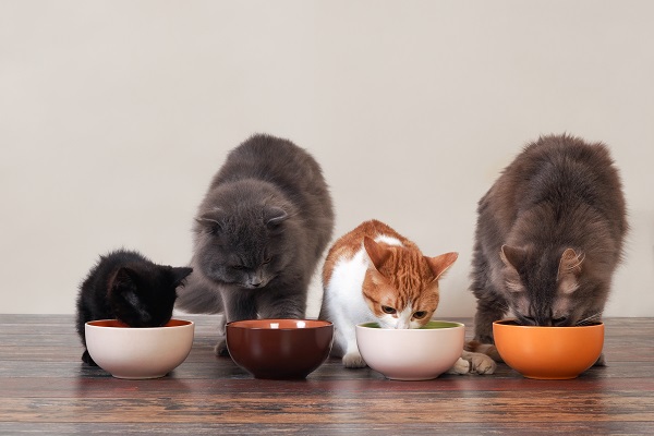 quattro gatti che mangiano