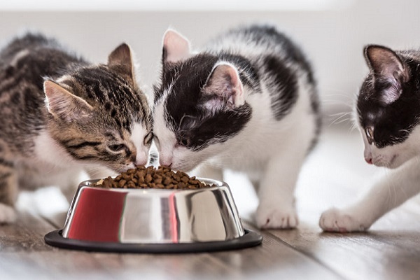 gatti che mangiano dalla stessa ciotola