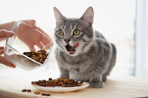 gatto impaziente di mangiare