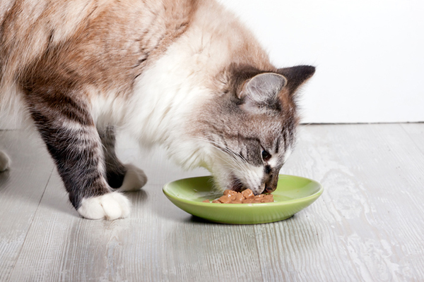 gatto a pelo lungo che mangia