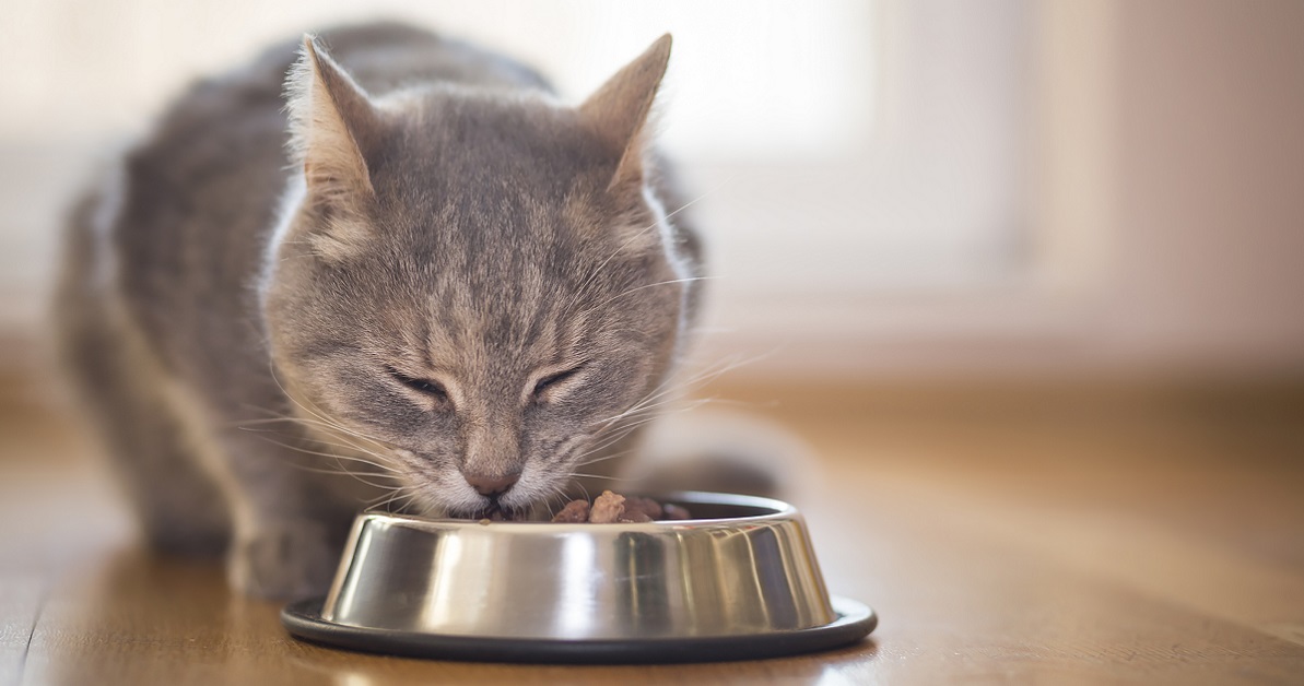 Gatto e alimentazione: libera o monitorata?