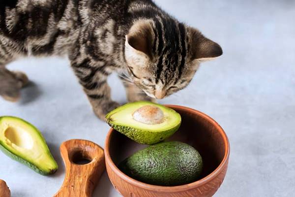 mai dare al gatto l'avocado
