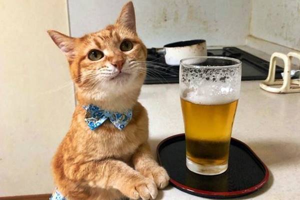 gatto con un bicchiere di birra